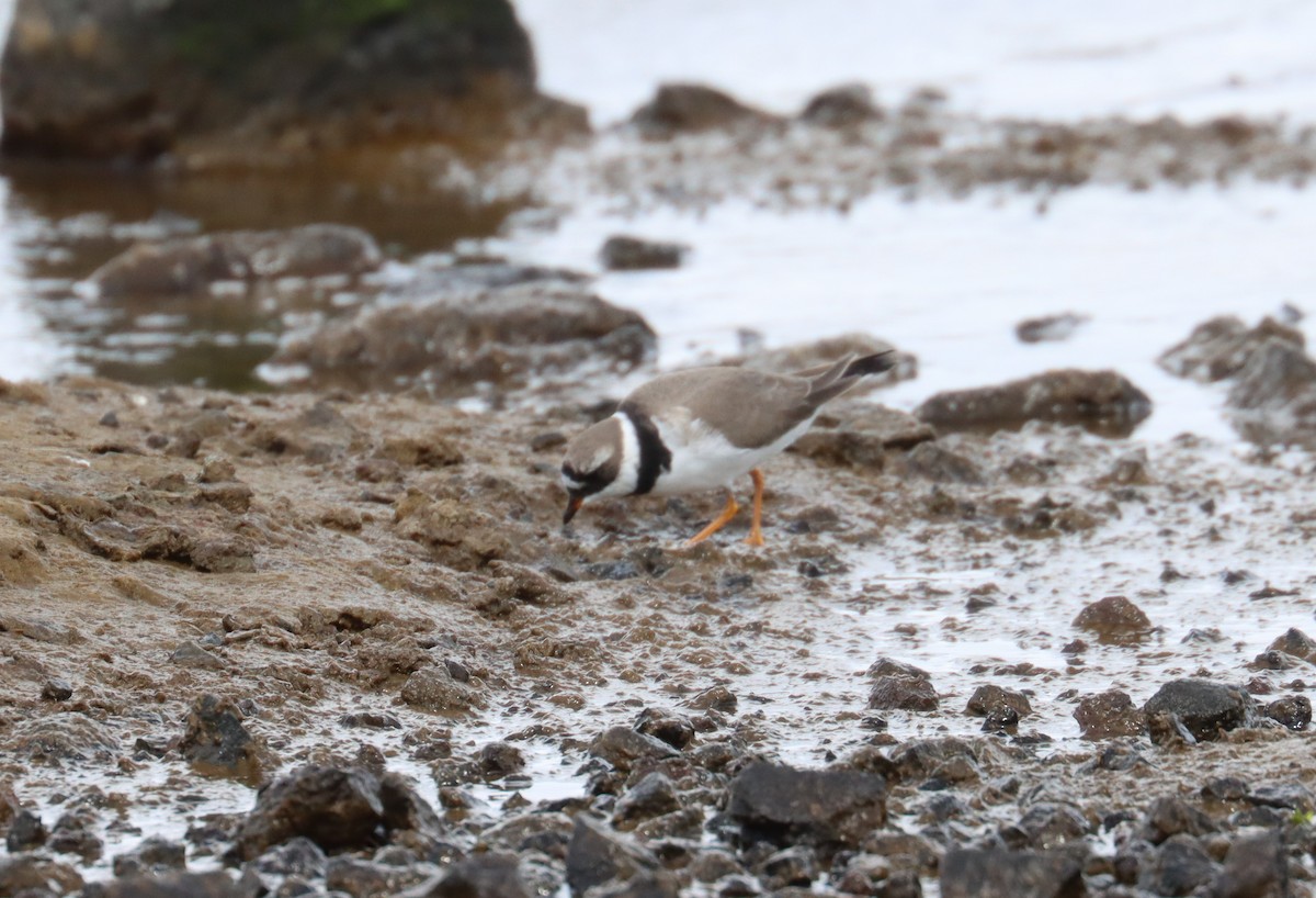 Common Ringed Plover - ML618618820