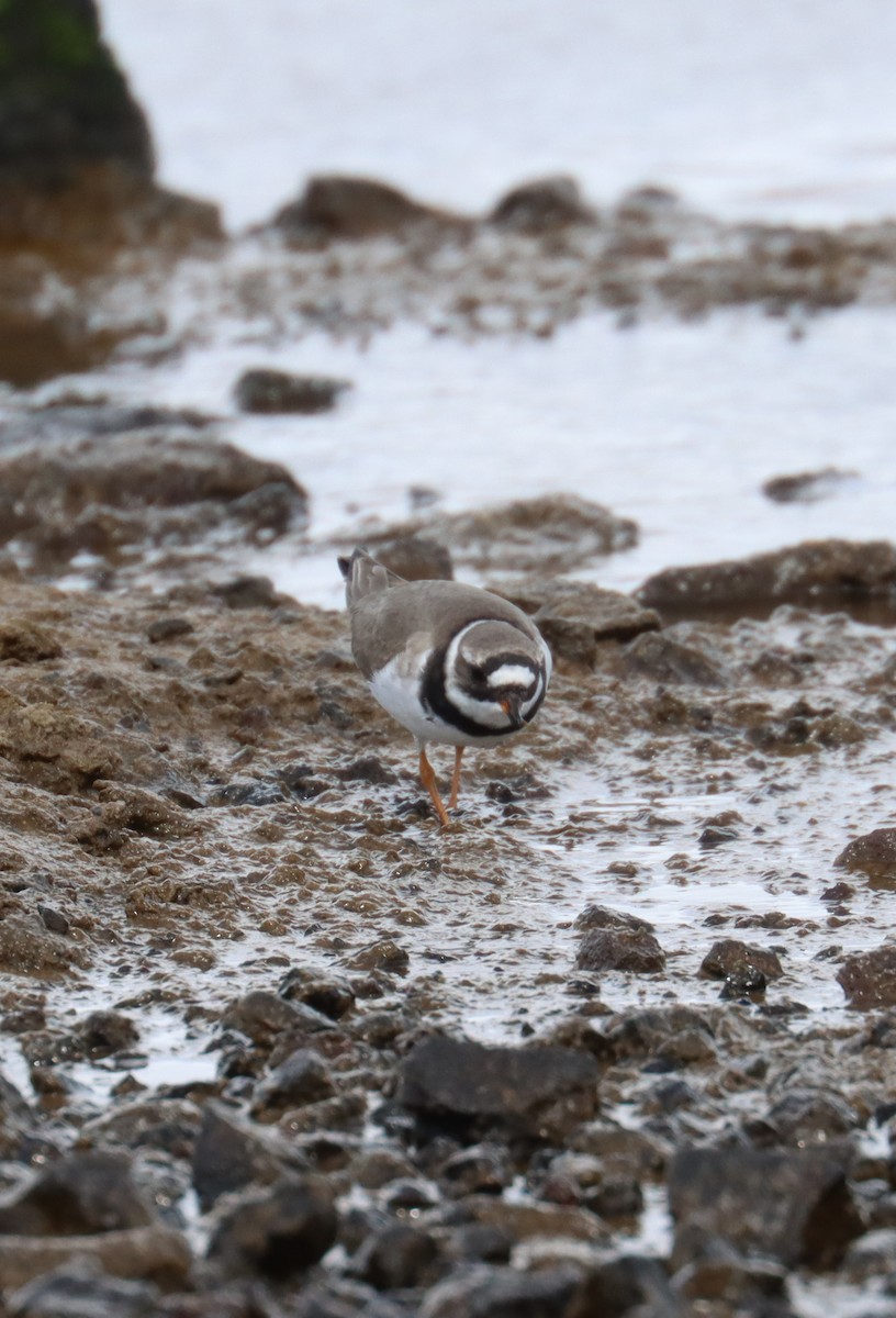 Common Ringed Plover - ML618618822
