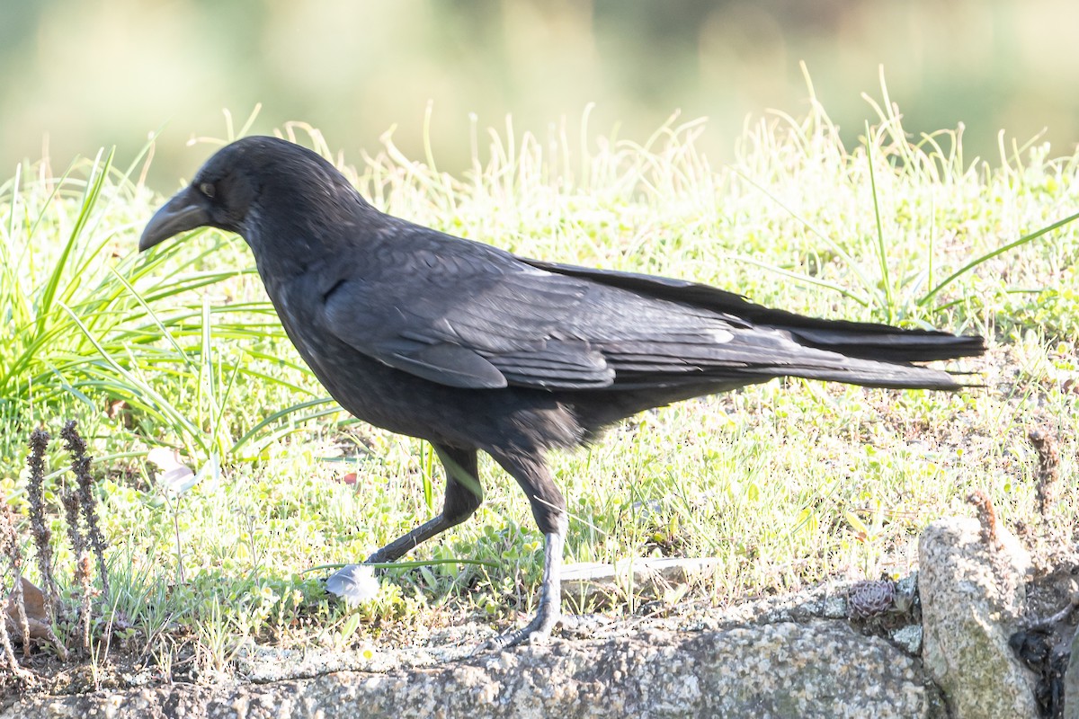 Large-billed Crow - ML618618839
