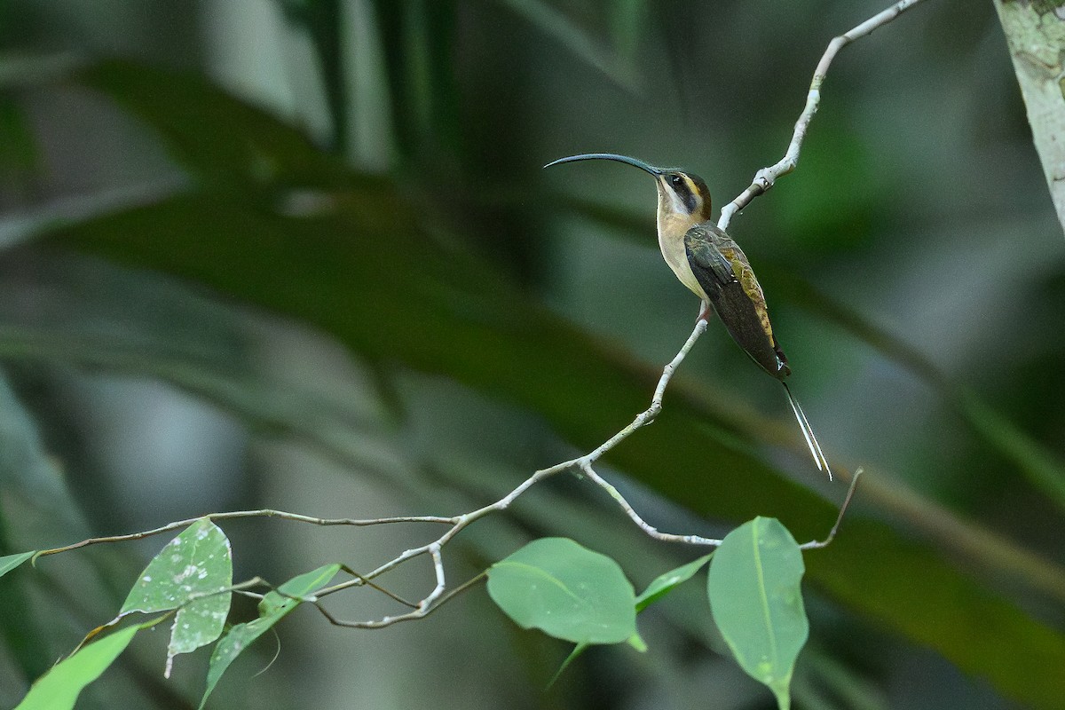Длинноклювый колибри-отшельник - ML618618843