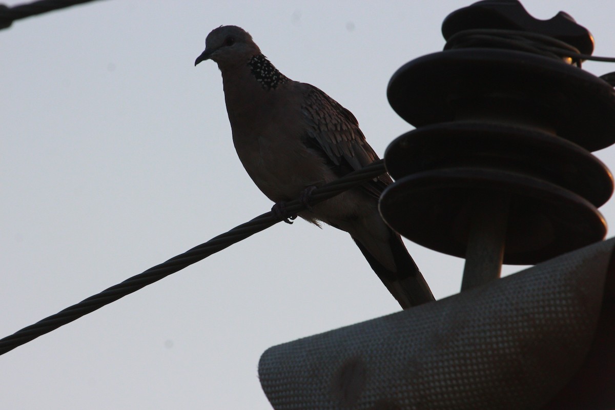 Spotted Dove - ML618618866