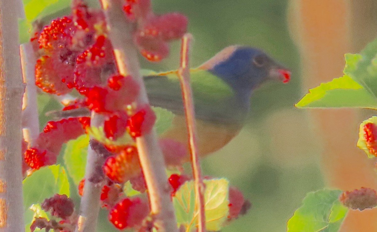 Painted Bunting - ML618618898