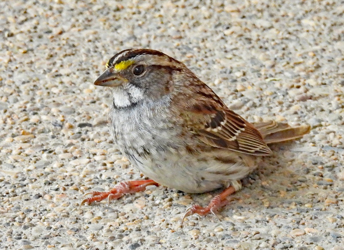 White-throated Sparrow - ML618618910