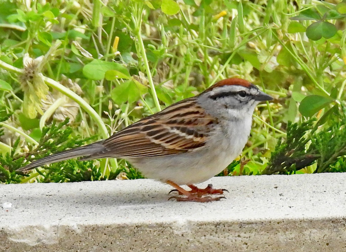 Chipping Sparrow - ML618618912