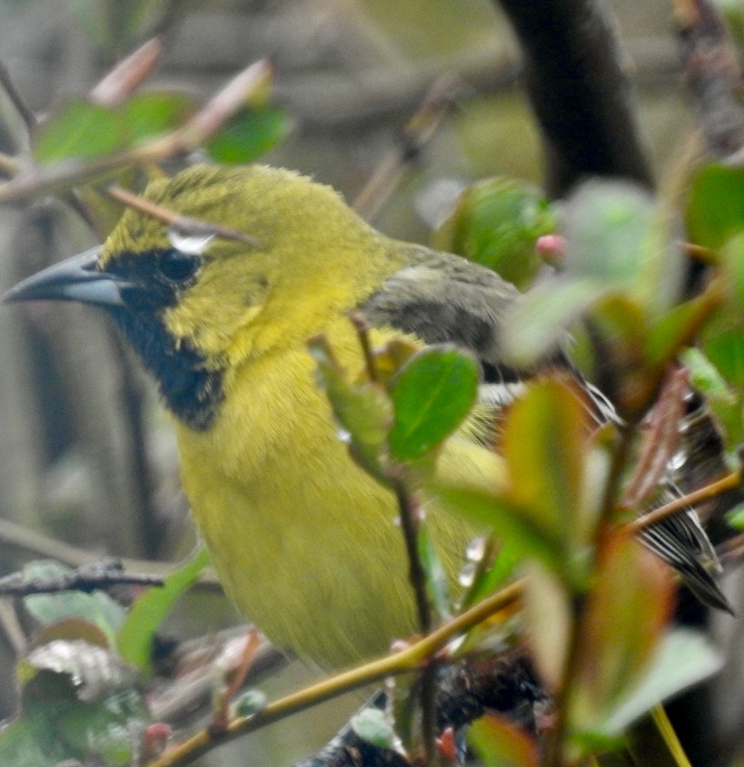 Orchard Oriole - ML618618934