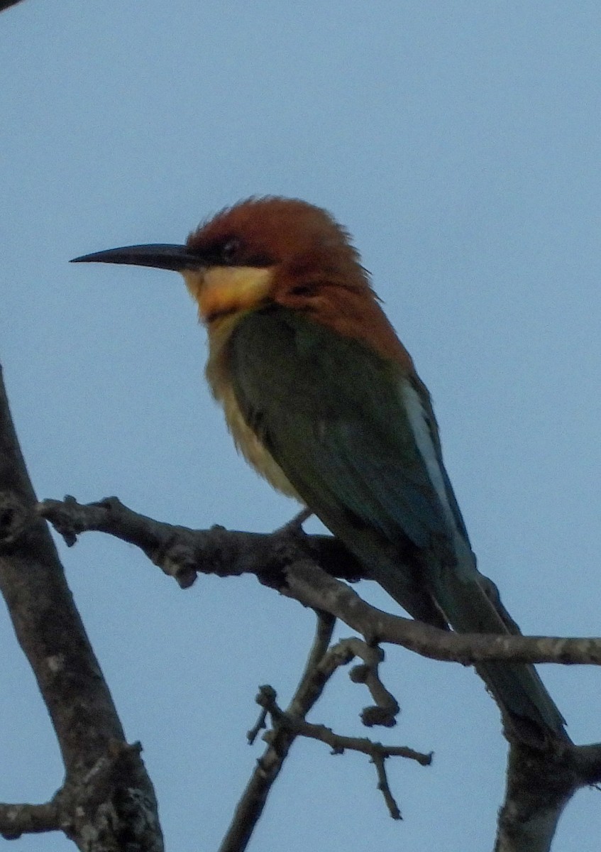 Chestnut-headed Bee-eater - Vishwanath Madoli