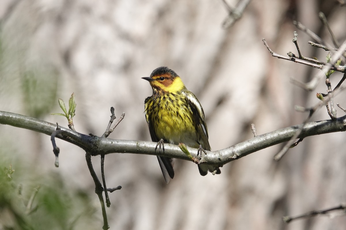 Cape May Warbler - ML618618943