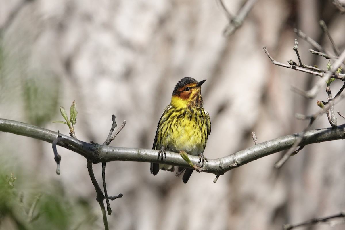 Cape May Warbler - ML618618944