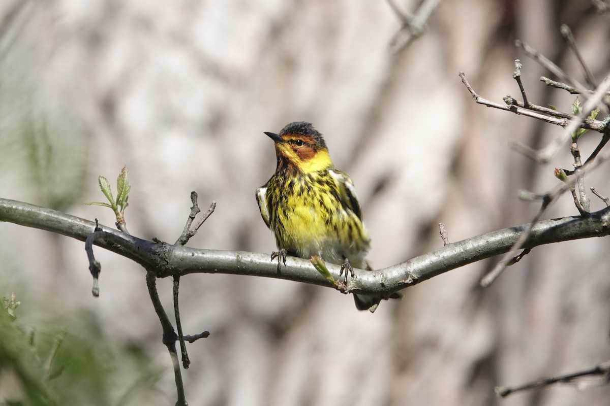 Cape May Warbler - ML618618945