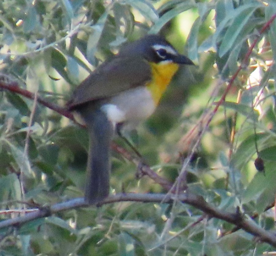 Yellow-breasted Chat - ML618618948