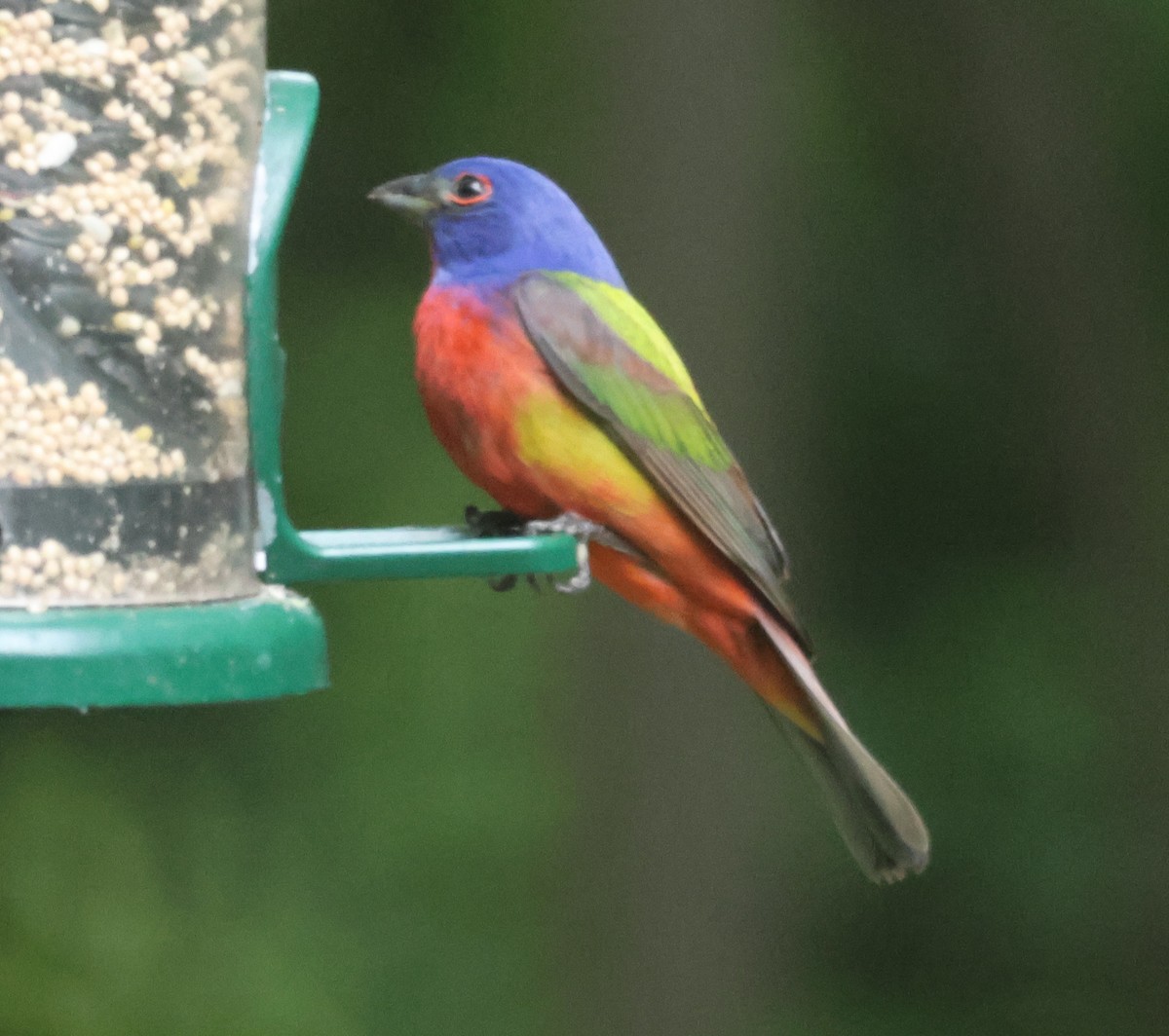 Painted Bunting - ML618618964