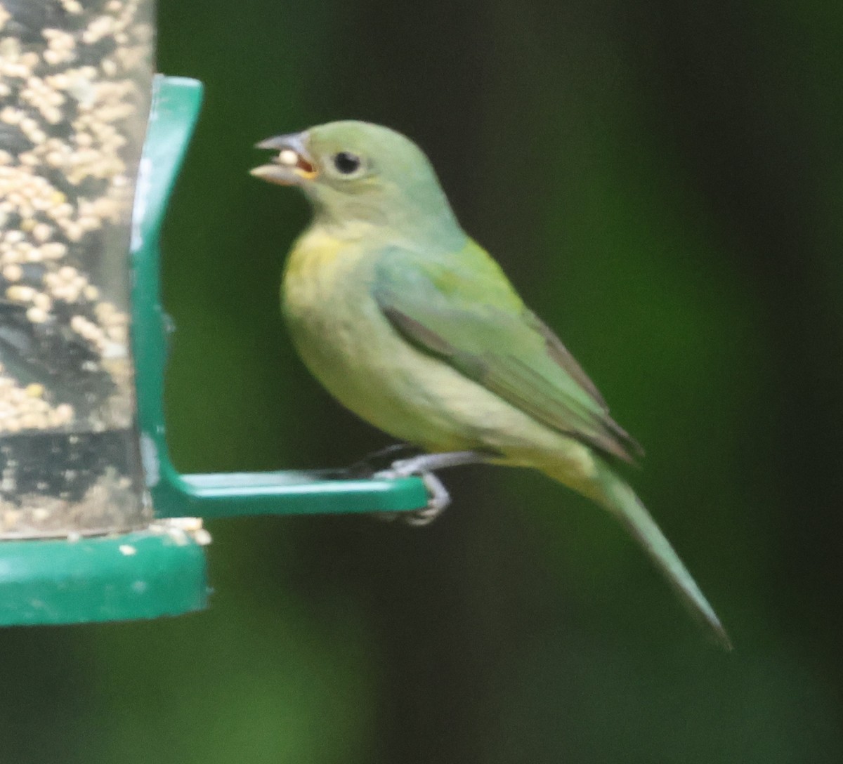 Painted Bunting - ML618618971