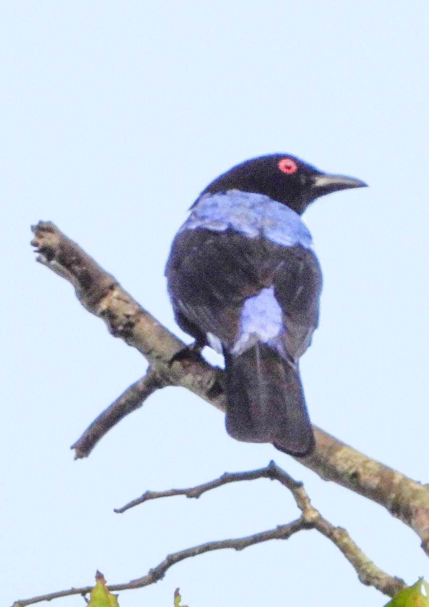 Asian Fairy-bluebird - ML618619014