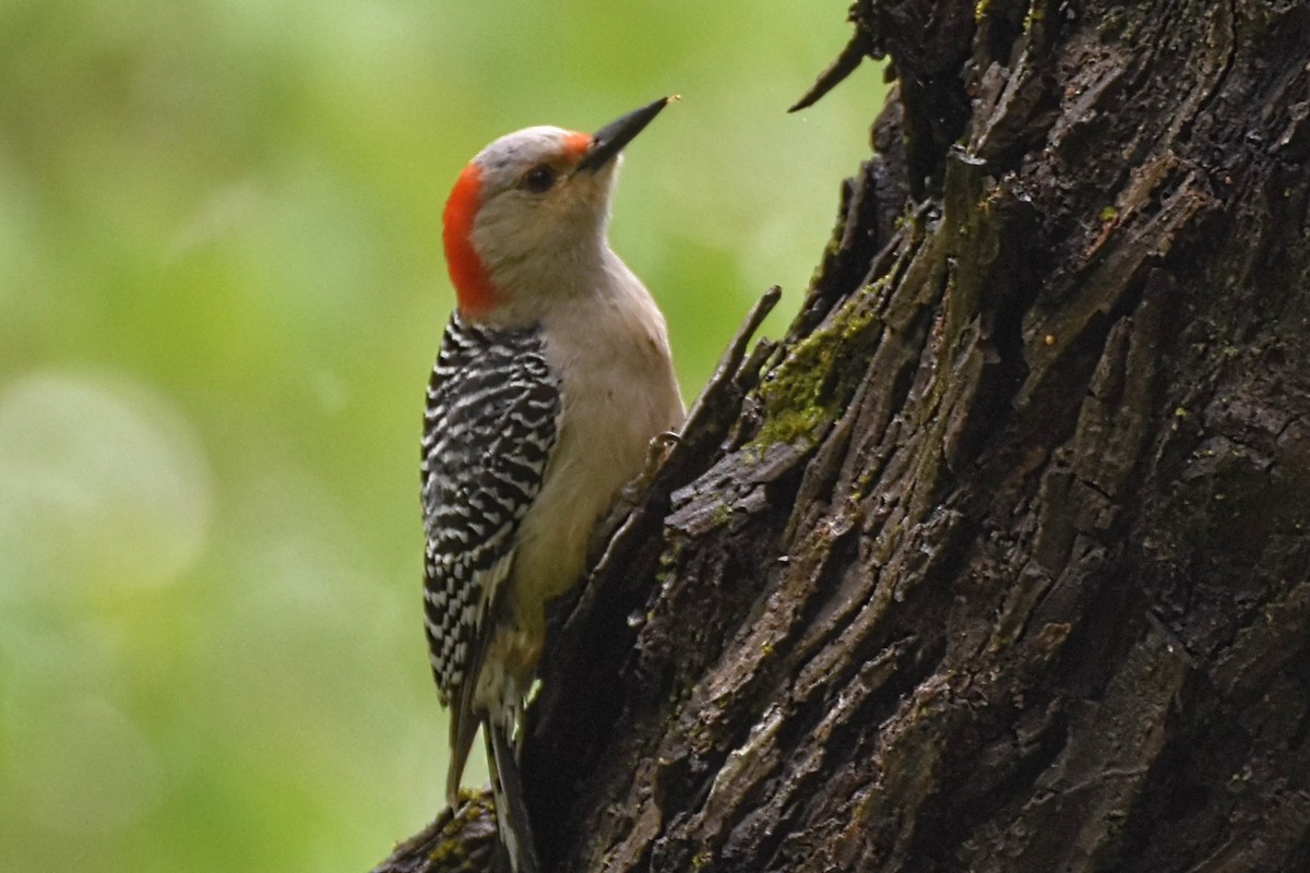 Red-bellied Woodpecker - ML618619018