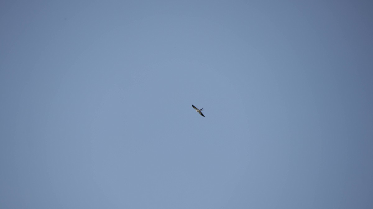 Swallow-tailed Kite - ML618619019
