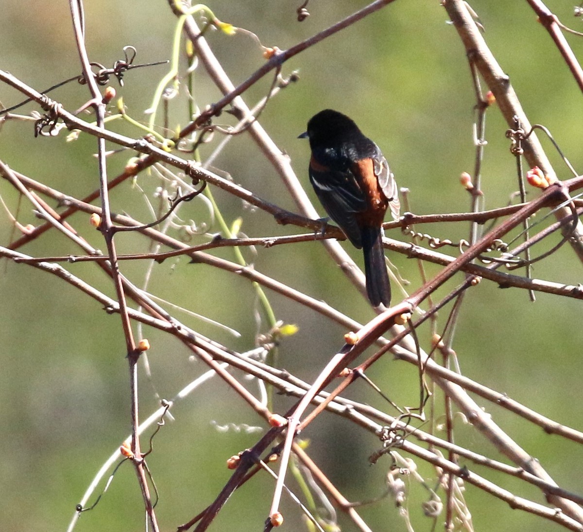 Orchard Oriole - ML618619042