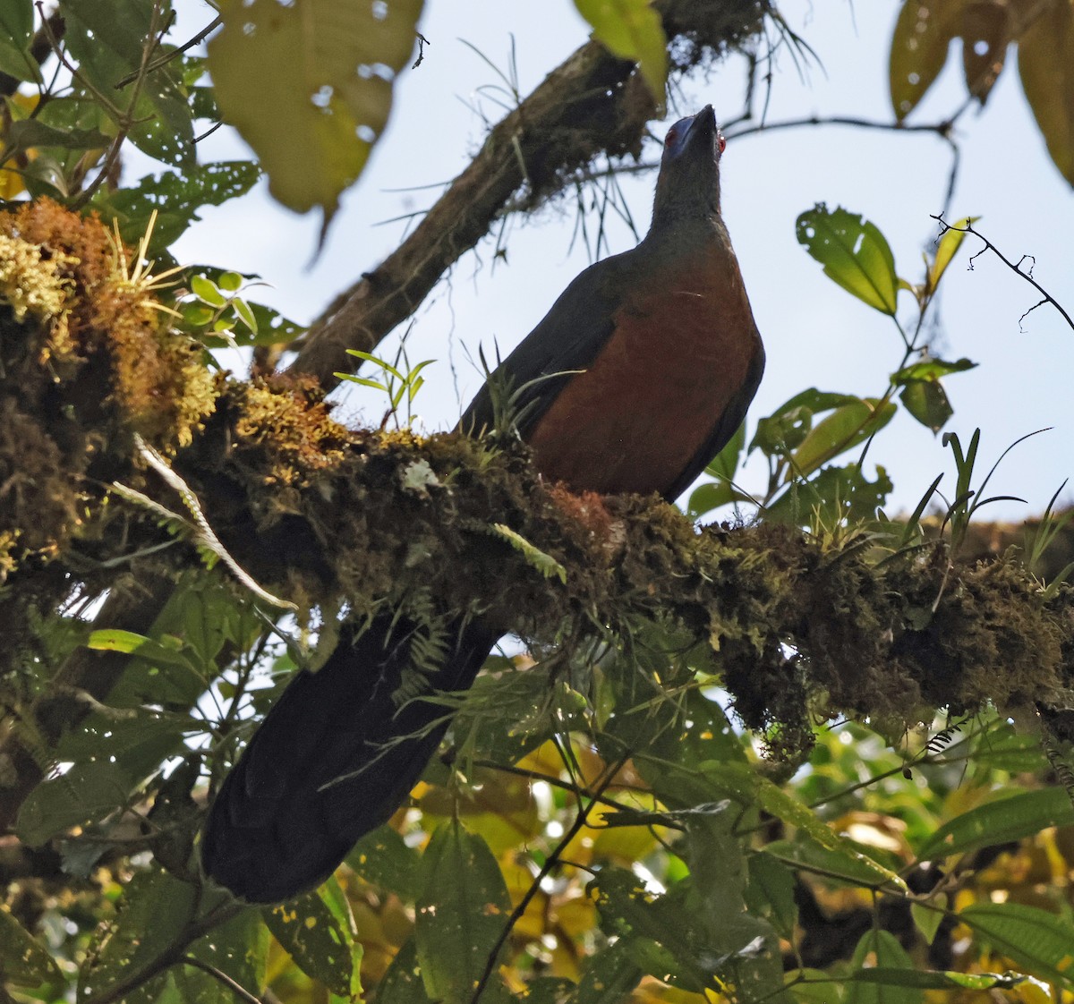 Sickle-winged Guan - ML618619048