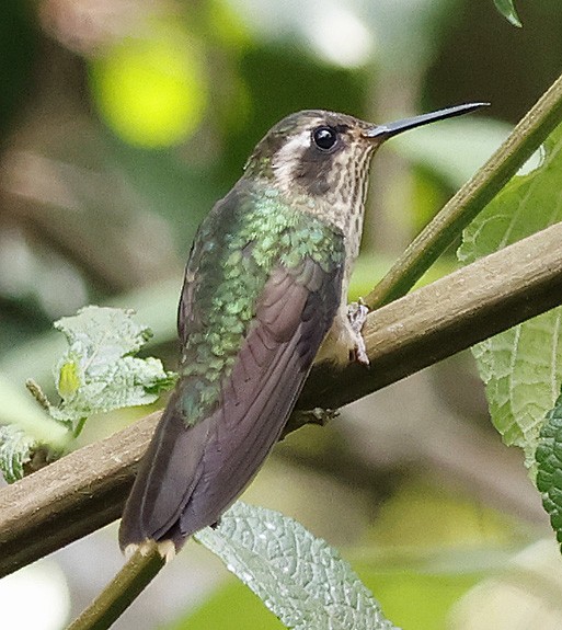 Speckled Hummingbird - ML618619109