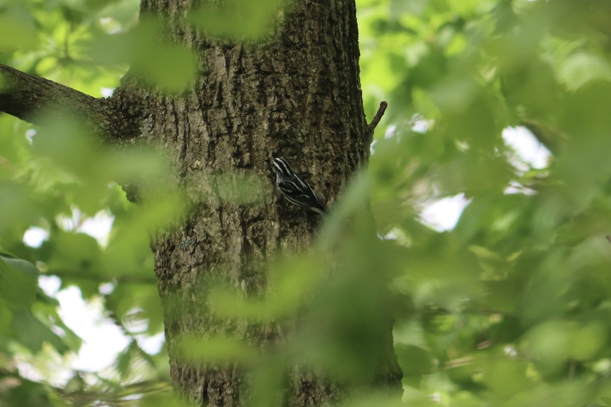 Black-and-white Warbler - ML618619117