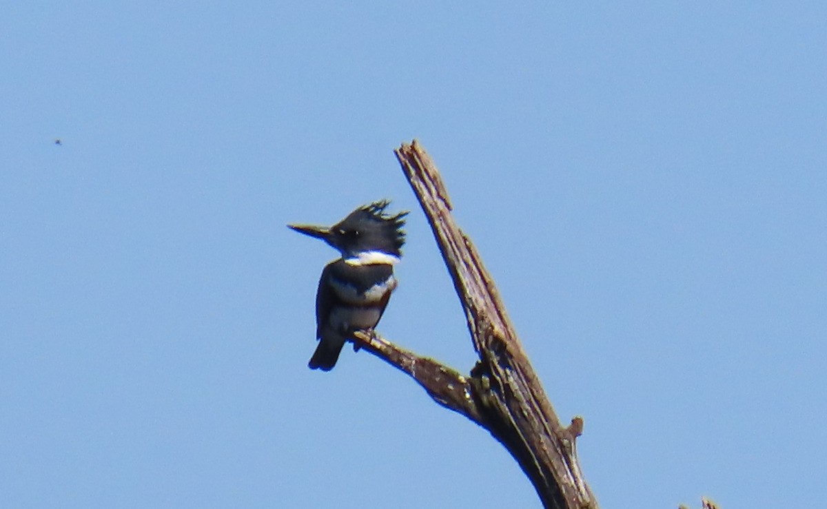 Belted Kingfisher - ML618619141