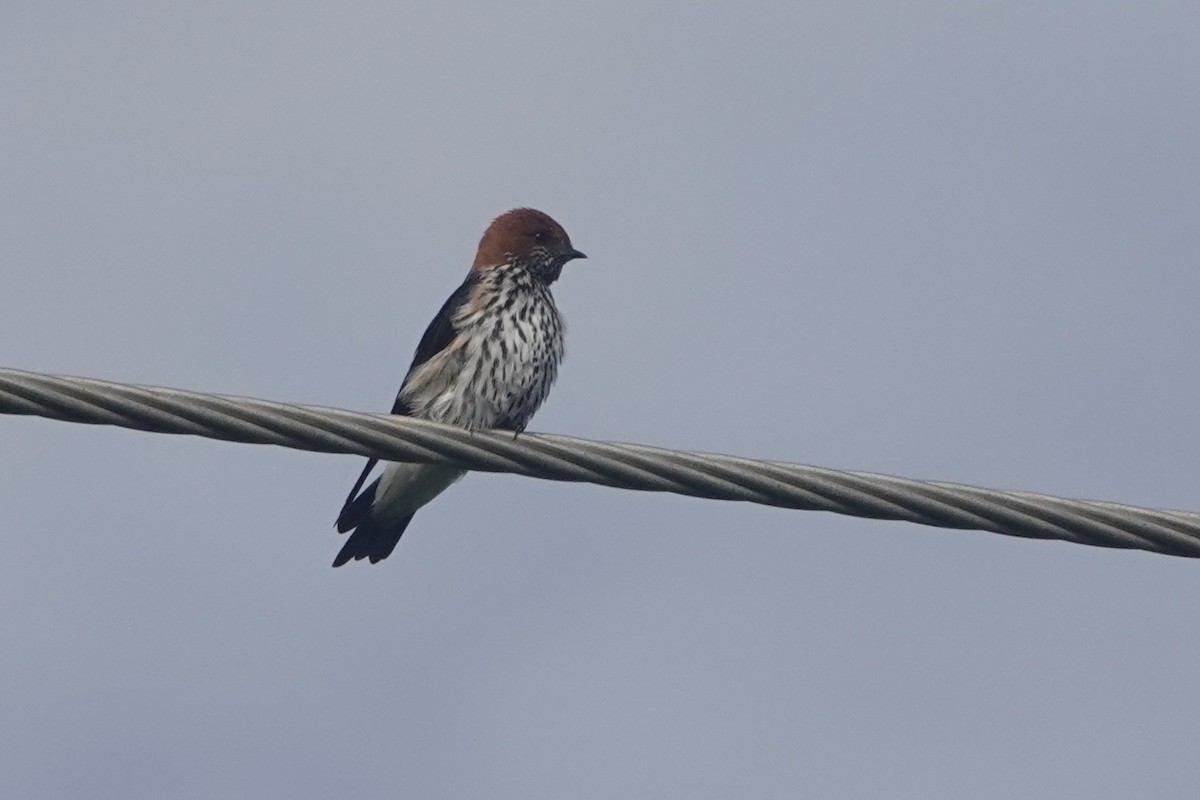 Lesser Striped Swallow - ML618619165