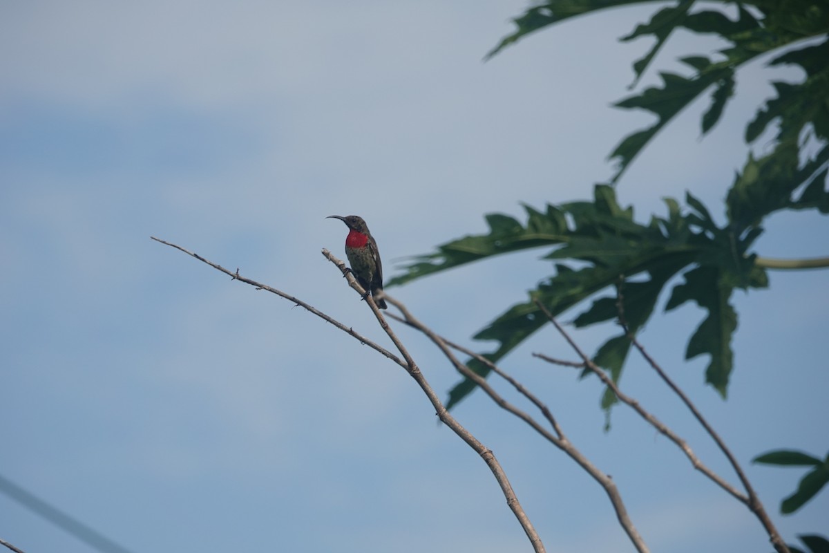 Scarlet-chested Sunbird - ML618619184