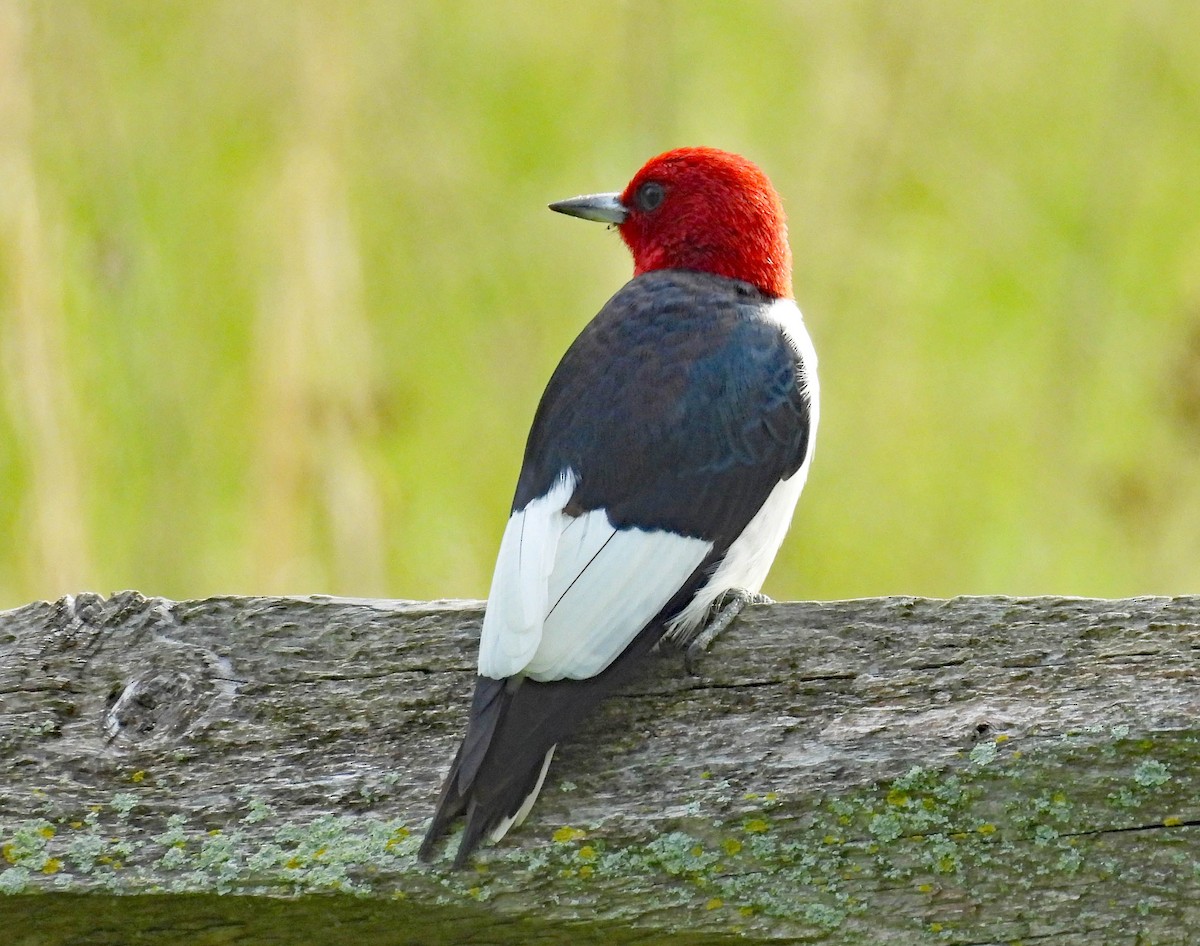 Red-headed Woodpecker - ML618619189