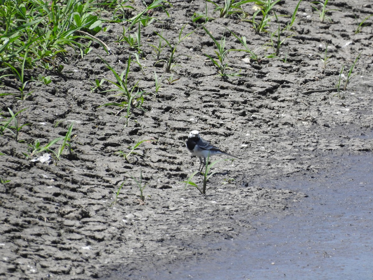 White Wagtail (White-faced) - ML618619213