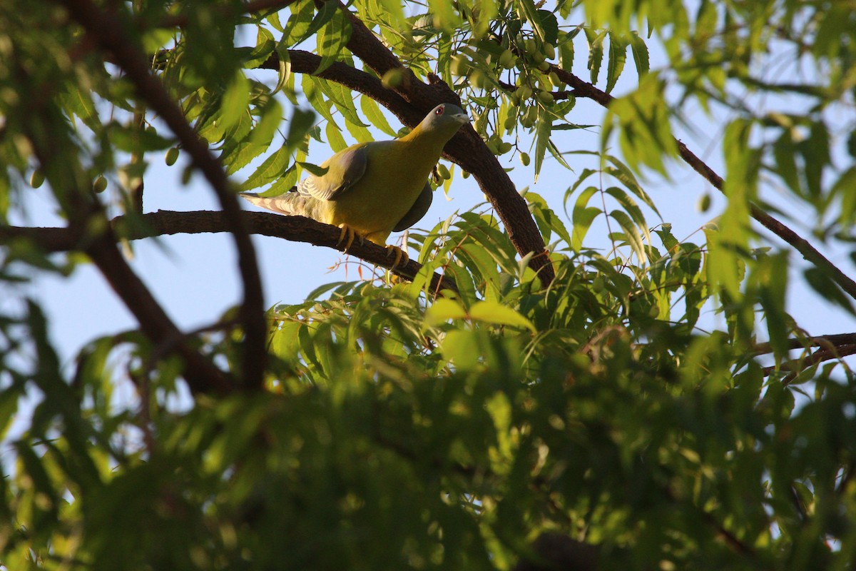 Yellow-footed Green-Pigeon - ML618619225