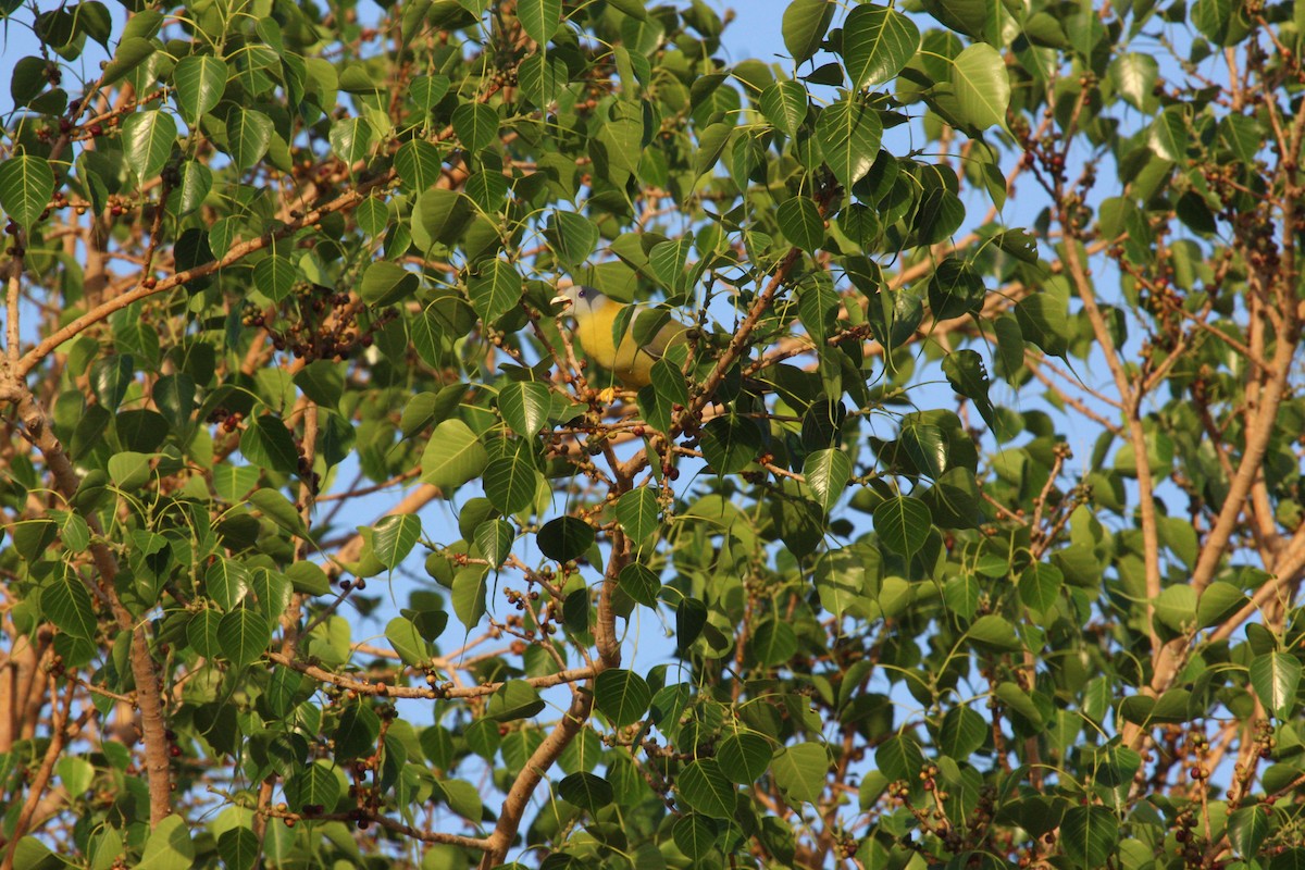 Yellow-footed Green-Pigeon - ML618619229