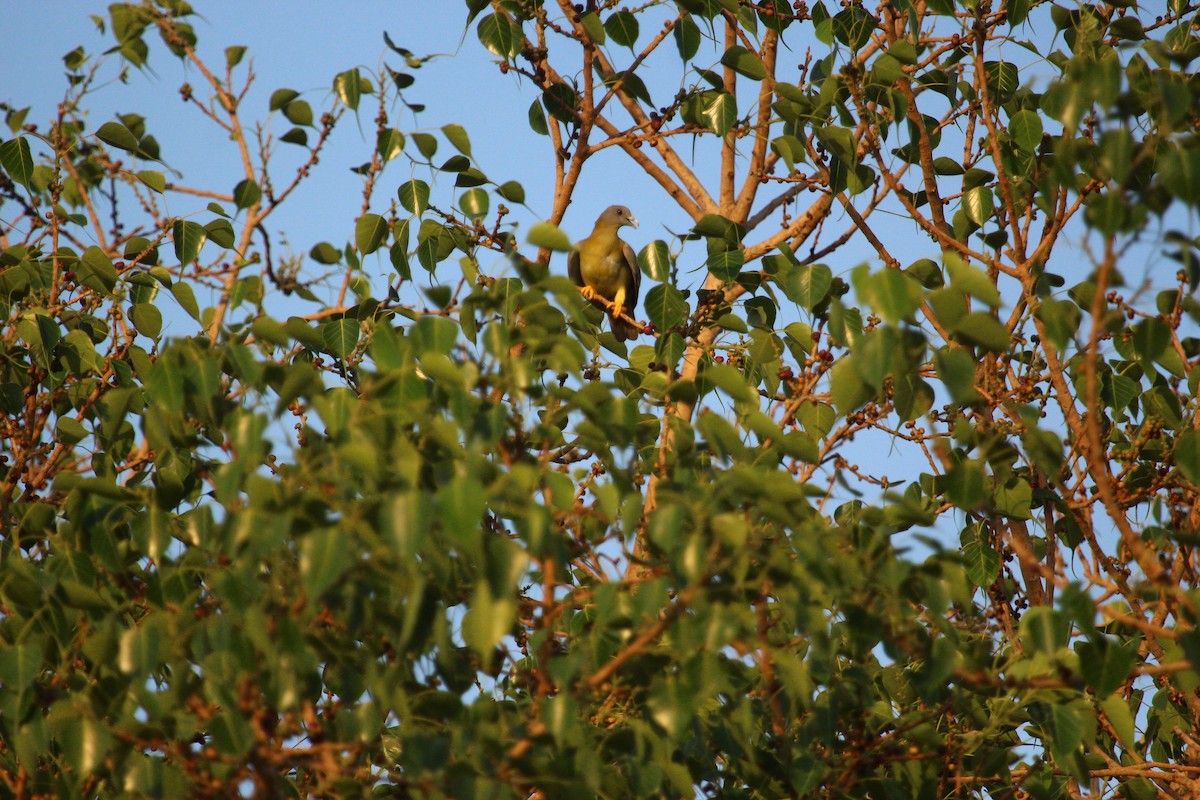 Yellow-footed Green-Pigeon - ML618619230