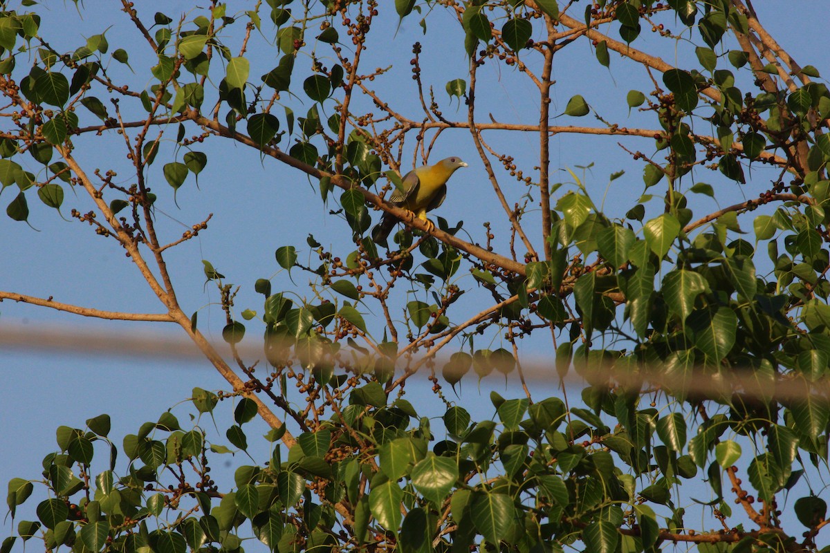 Yellow-footed Green-Pigeon - ML618619231