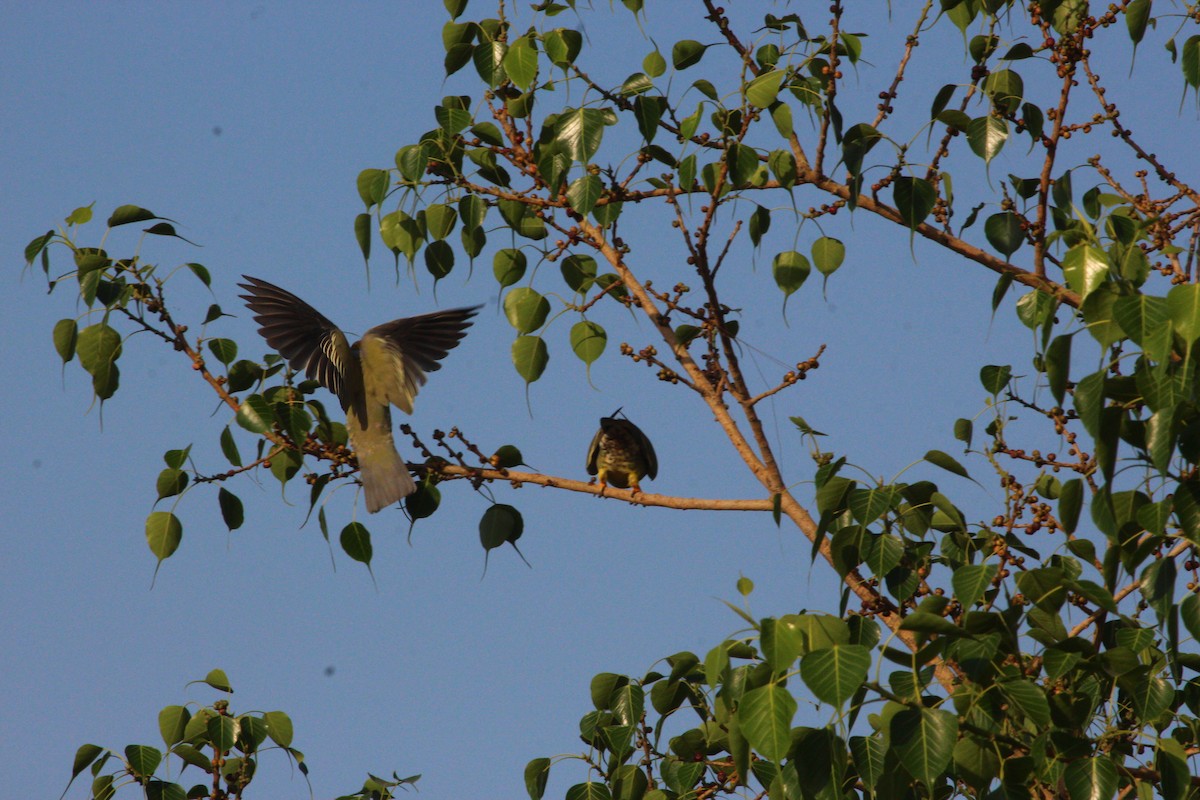 Yellow-footed Green-Pigeon - ML618619232