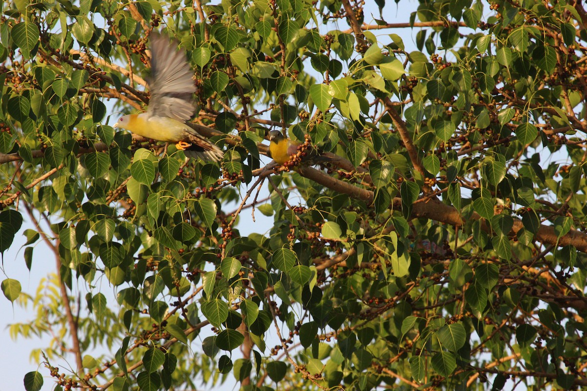 Yellow-footed Green-Pigeon - ML618619233