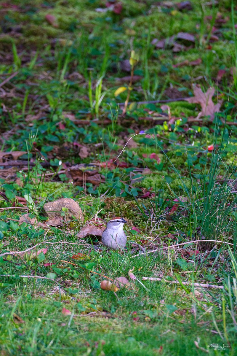 Chipping Sparrow - ML618619267