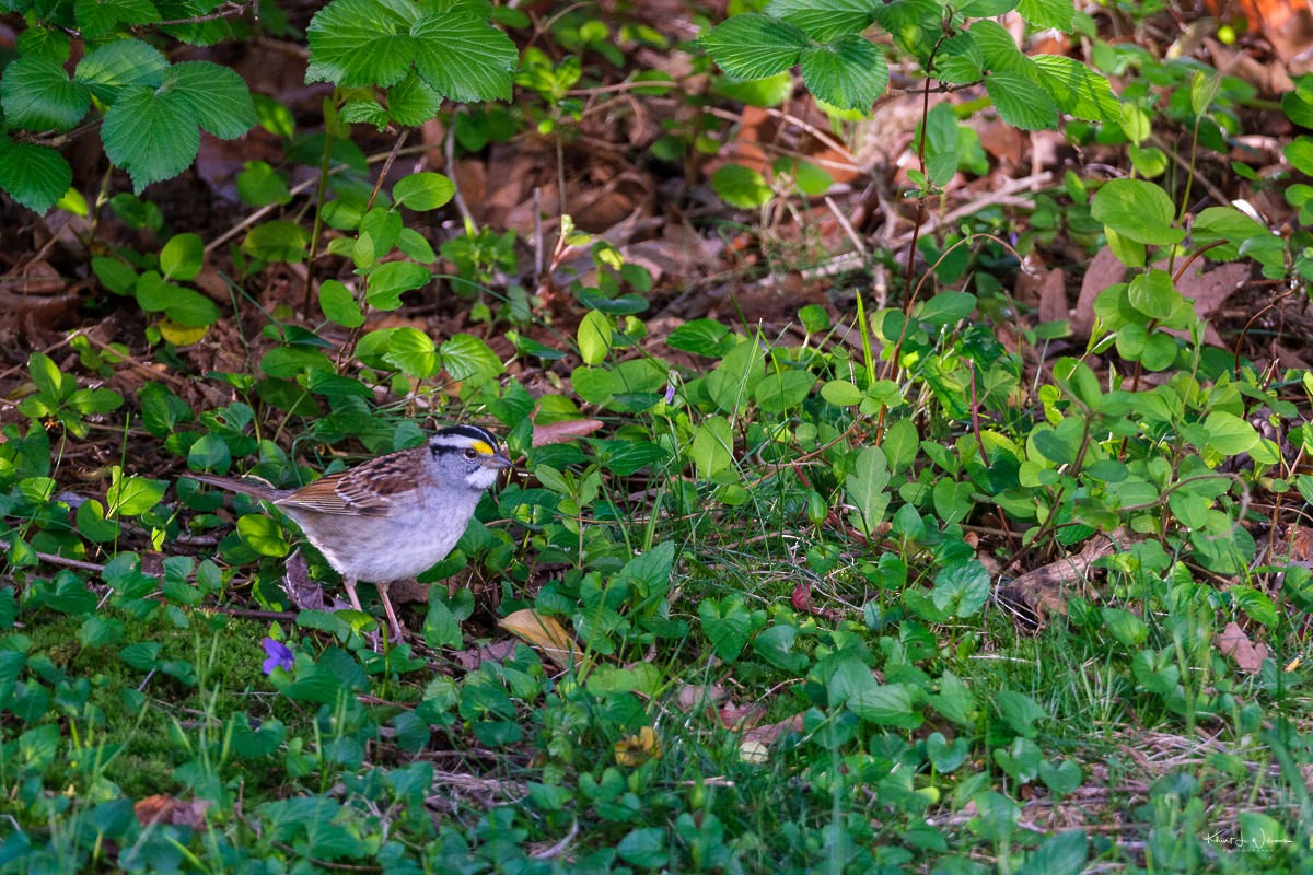 White-throated Sparrow - ML618619288