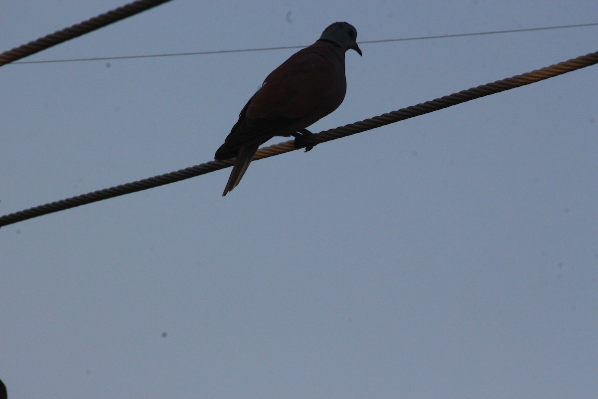 Red Collared-Dove - ML618619297