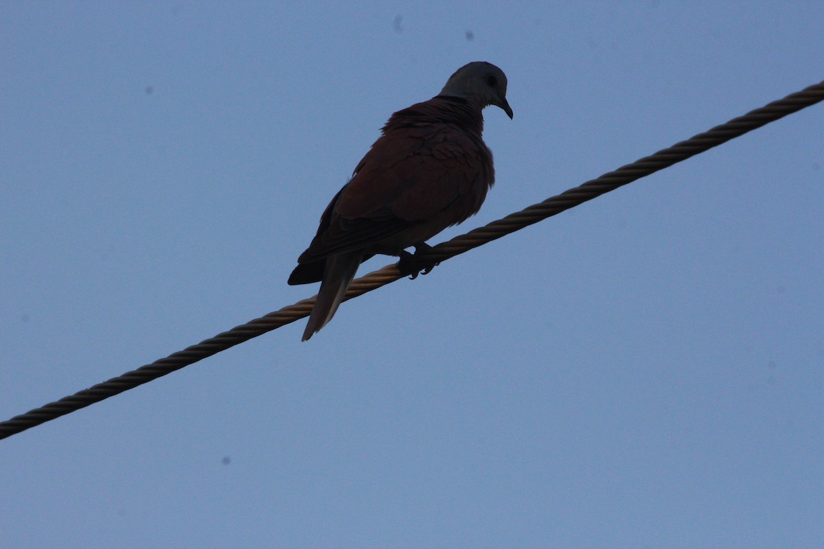 Red Collared-Dove - ML618619298