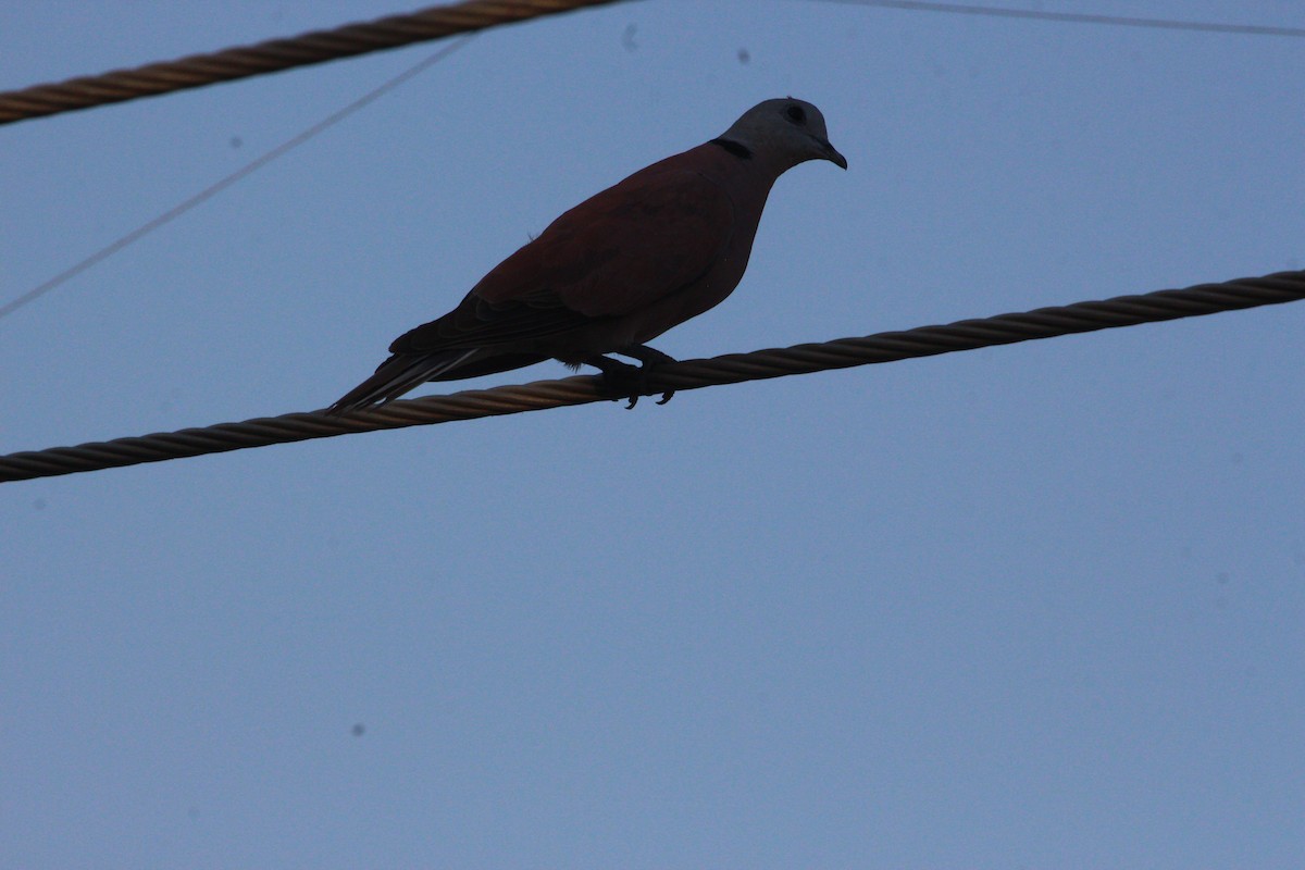Red Collared-Dove - ML618619299