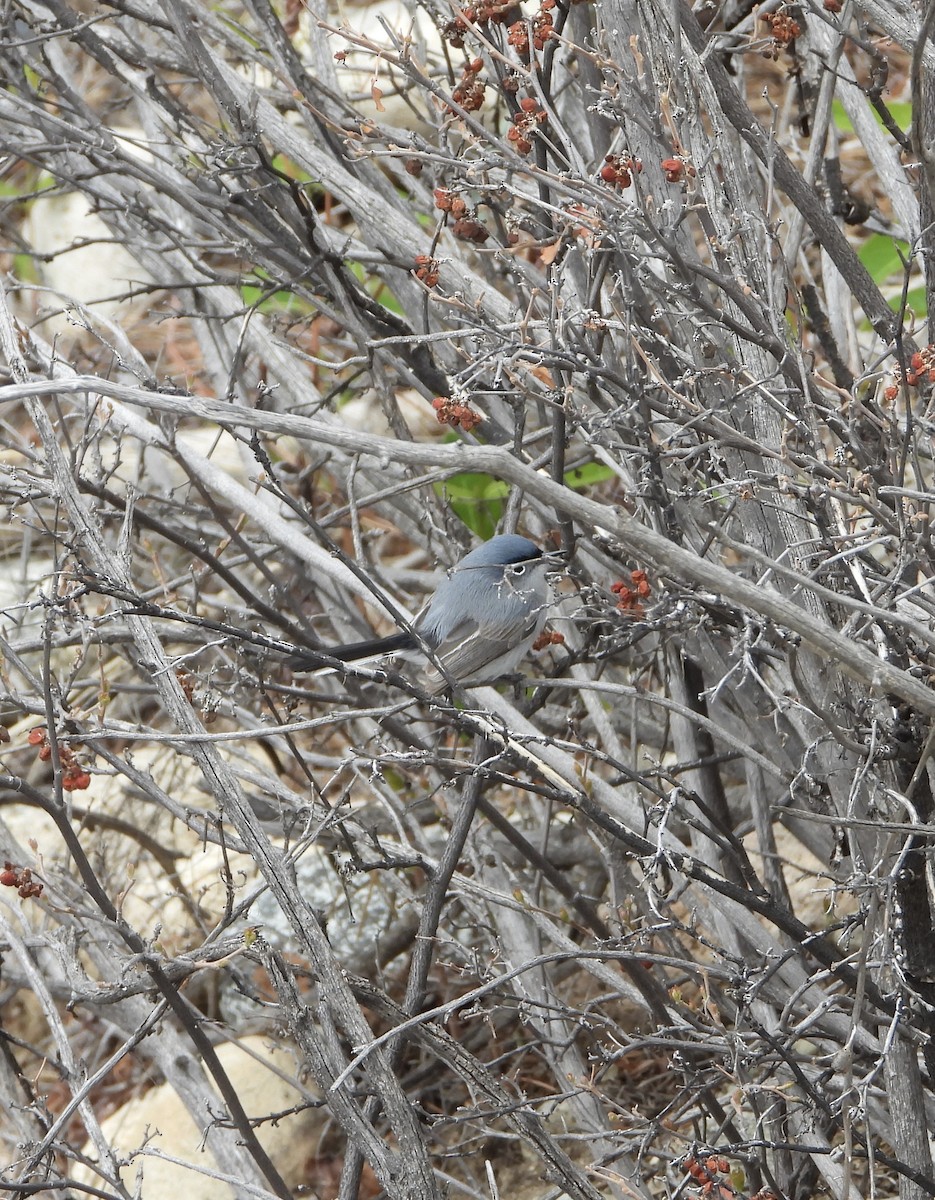 Blue-gray Gnatcatcher - ML618619309