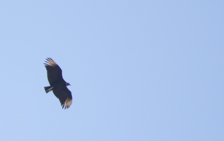 Black Vulture - ML618619349