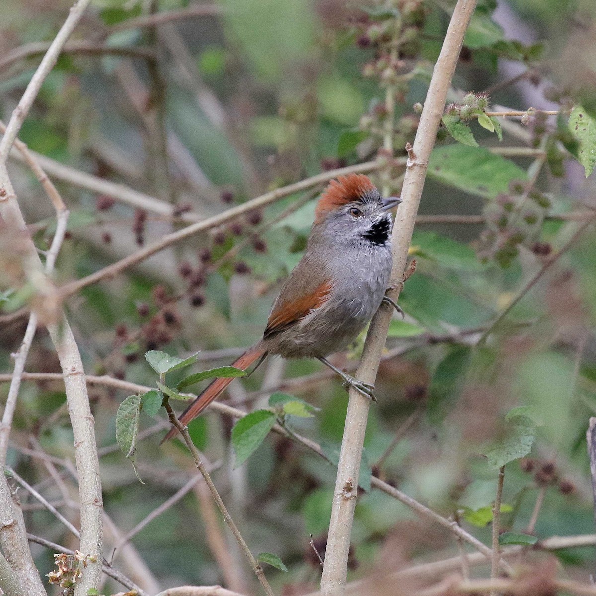 Sooty-fronted Spinetail - ML618619356