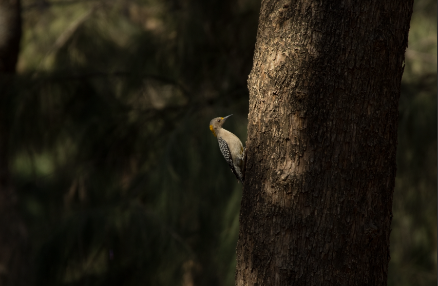 Golden-fronted Woodpecker - ML618619362
