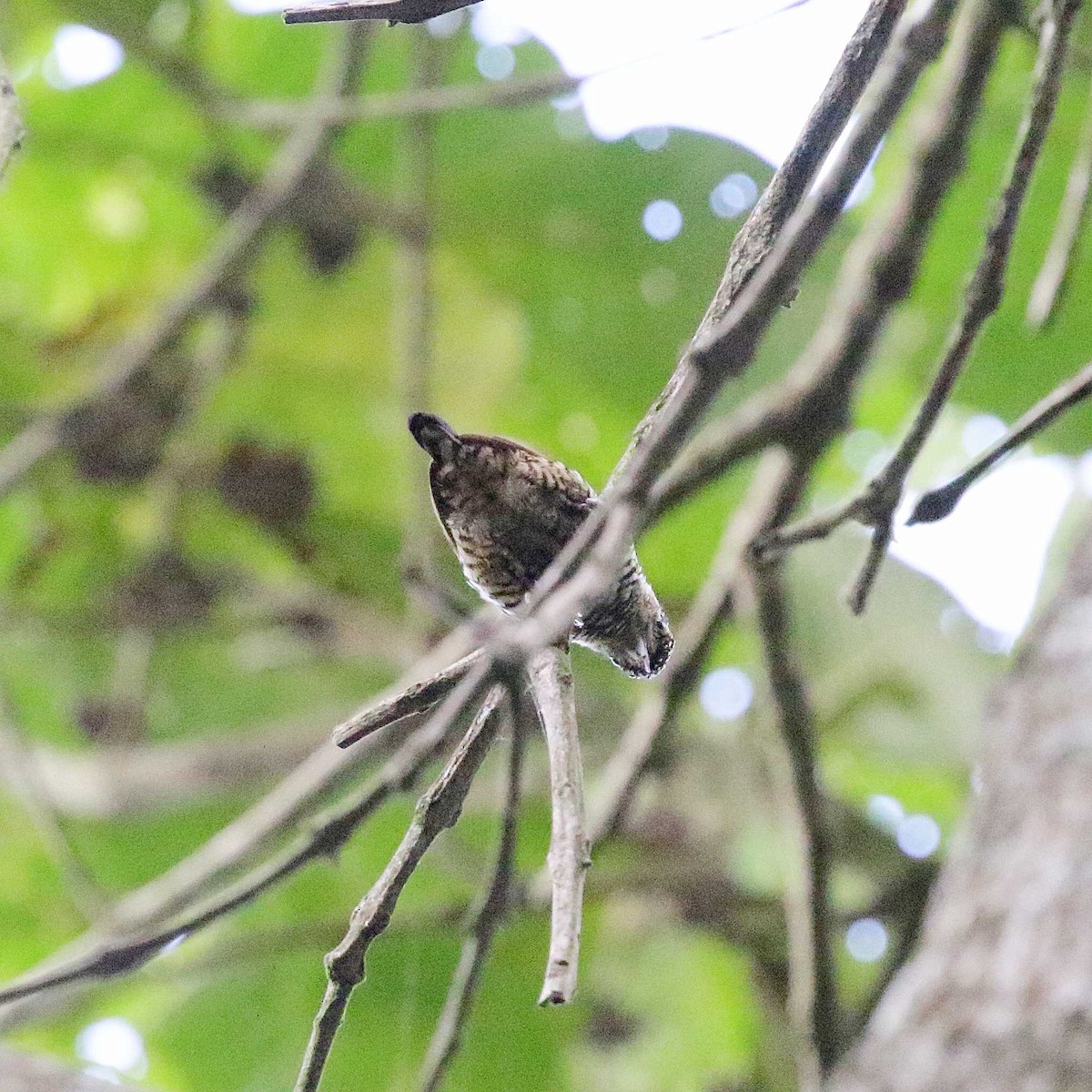 White-barred Piculet - ML618619365