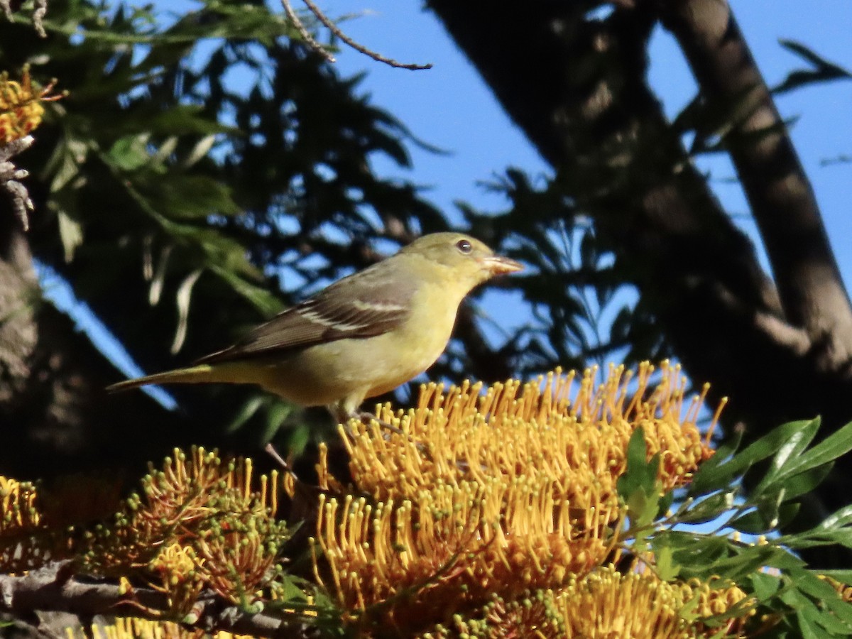 Western Tanager - ML618619379