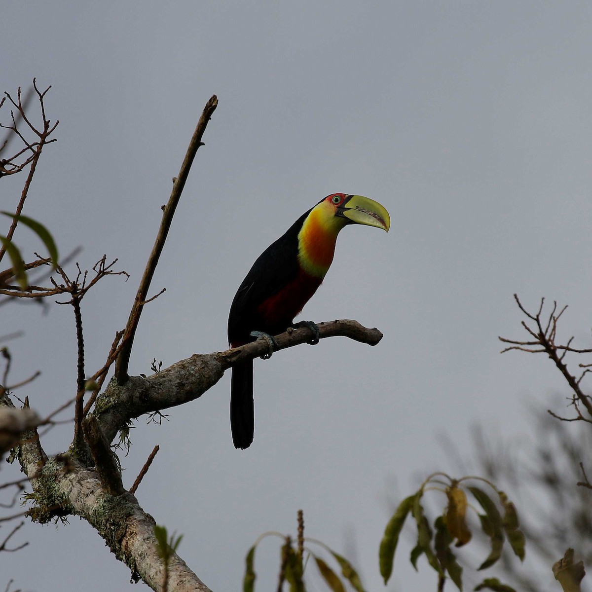 Red-breasted Toucan - ML618619381
