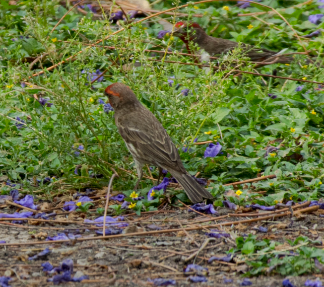 House Finch (Common) - ML618619402