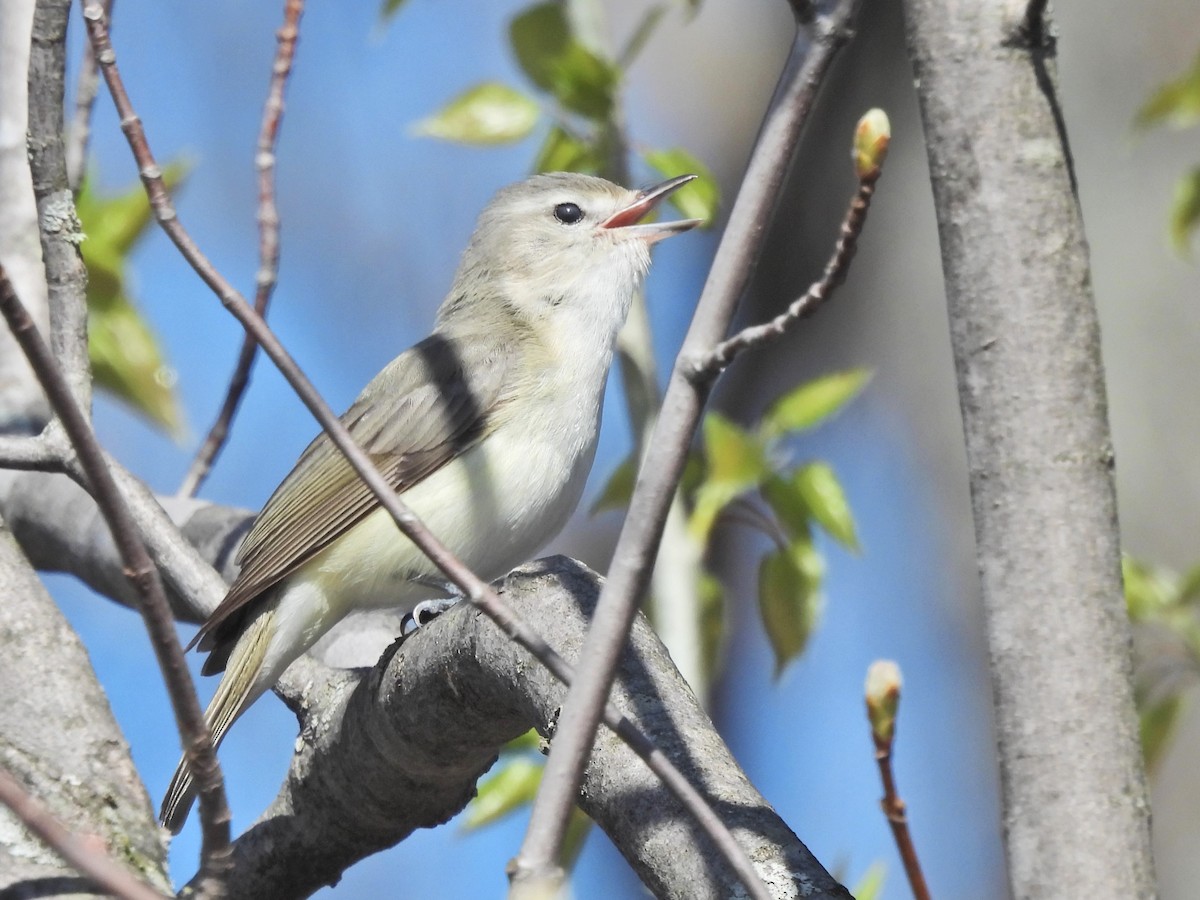 Warbling Vireo - Normand Ethier