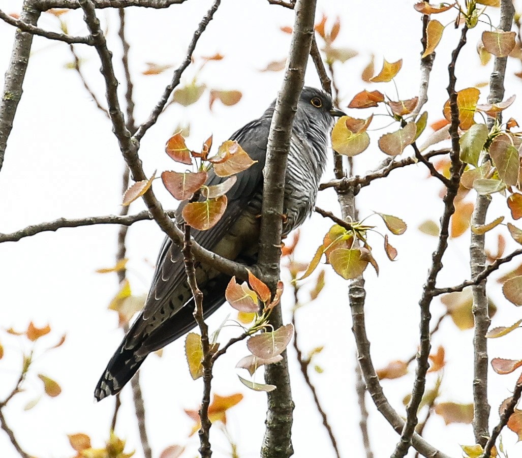 Common Cuckoo - Michael Hoare