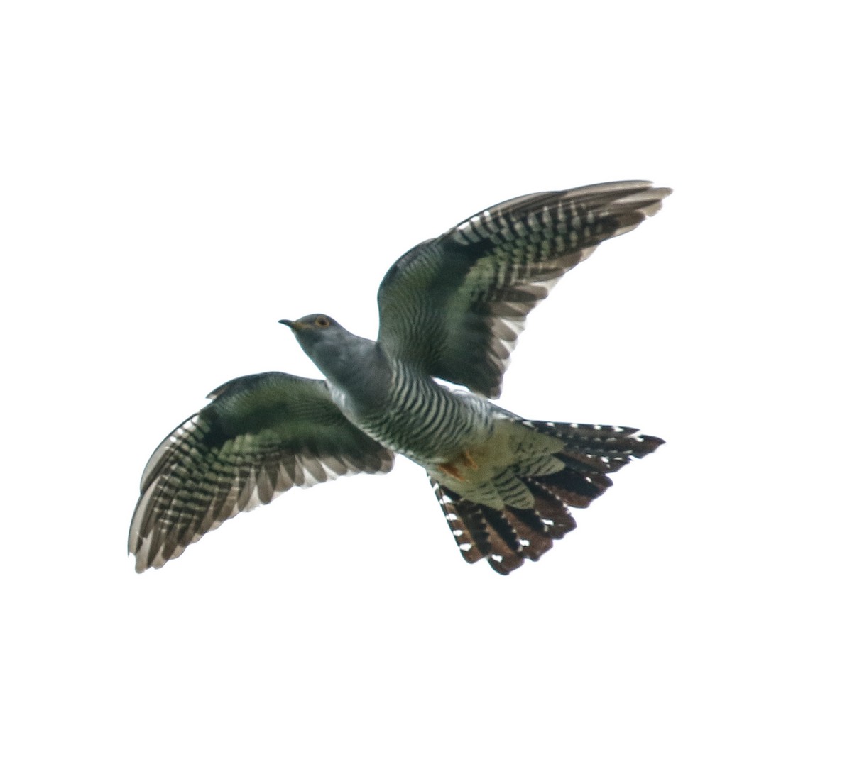 Common Cuckoo - ML618619614